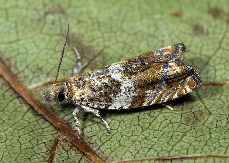 Tortricidae: Epinotia abbreviana ?  S !